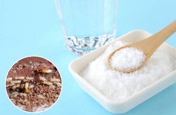 diệt mối bằng hàn the