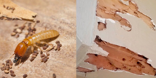 cách diệt mọt gỗ đơn giản