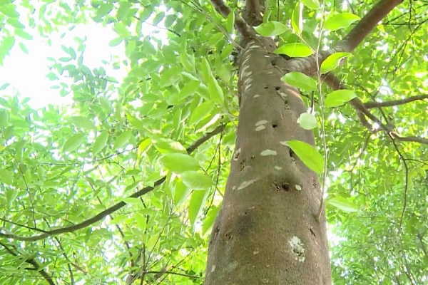 cây bầu dó