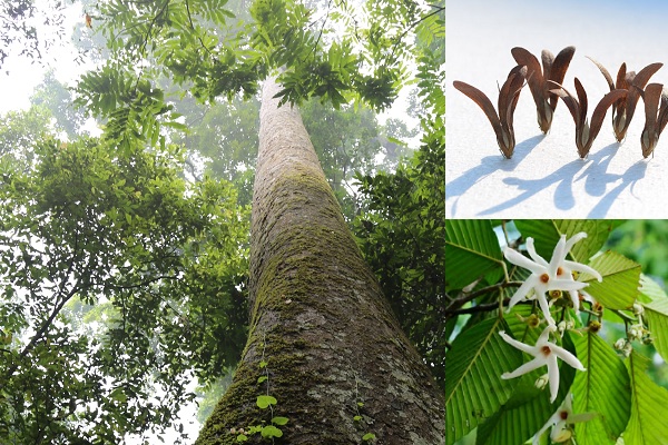 cây gỗ chò chỉ