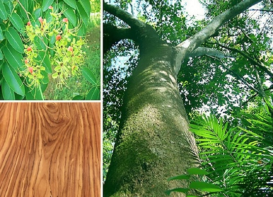 cây gỗ gõ đỏ