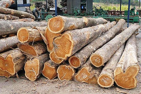 Gỗ teak tròn tự nhiên