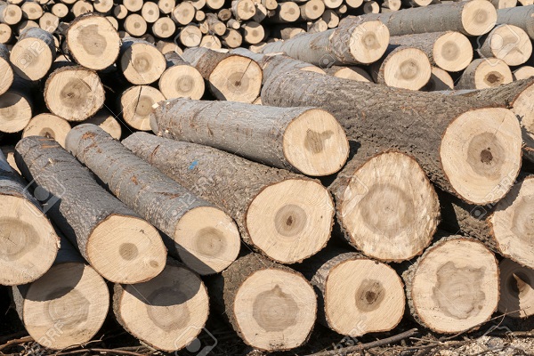 gỗ bạch dương nhập khẩu