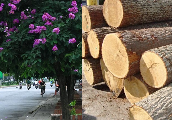 gỗ bằng lăng