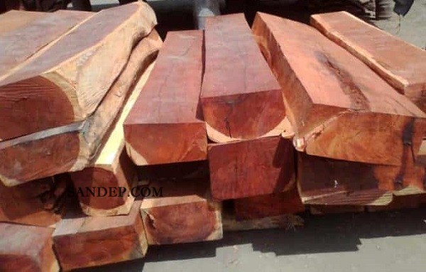 Gỗ Cẩm Lai (Dalbergia oliveri) – Hồng Mộc đắt giá