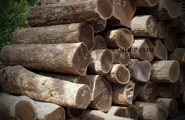 Gỗ Lignum Vitae – Gỗ cứng nhất hành tinh