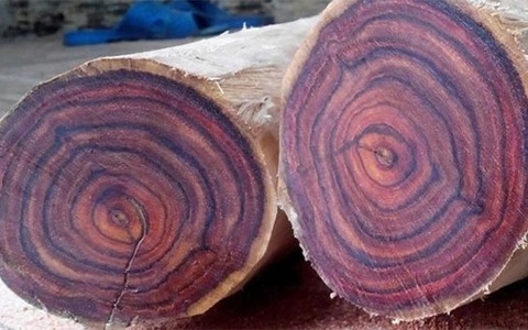 Gỗ Purple Heart – Gỗ tím độc đáo