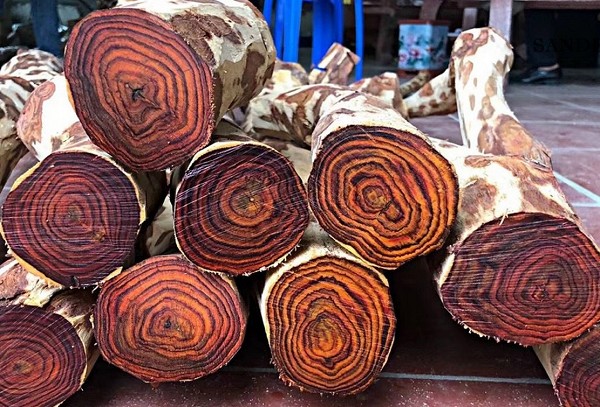 Gỗ Sưa Đỏ (Dalbergia tonkinensis) – Gỗ Hoàng Gia