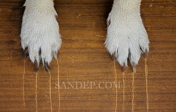 Sửa chữa sàn gỗ bị trầy xước, lõm