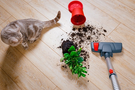 vệ sinh sàn gỗ Việt Nam